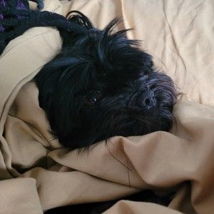 Meet your Posher, Carol